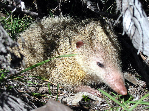 Tailless tenrec